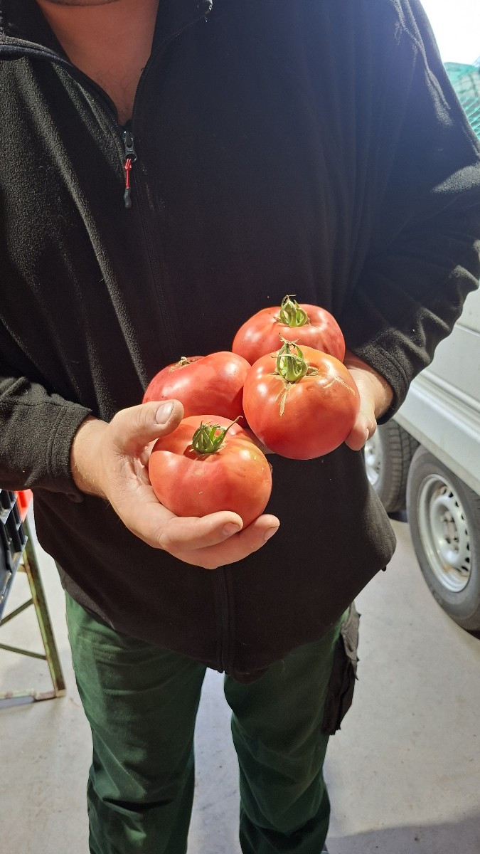 Anfang der Woche hatten wir wieder super Ernteerträge. 58,7 kg Fleischtomaten von dieser größe, 3 Bund gelbe Beete, 8 B…