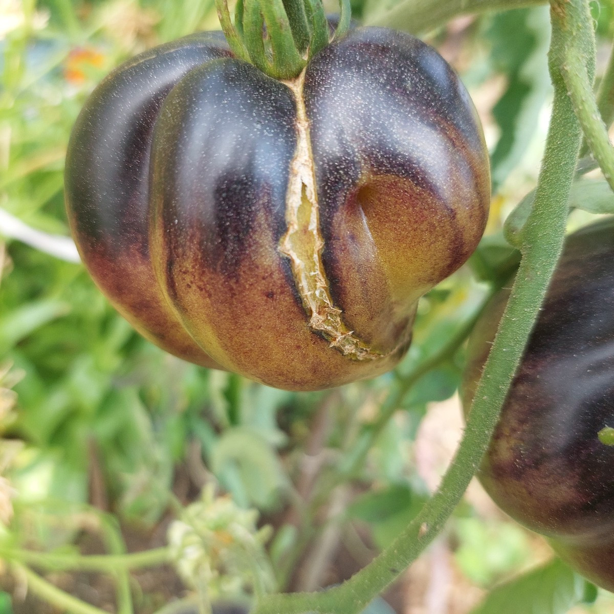 #Einkaufenimgarten
Die Tomaten werden mehr. So schön bunt.
Mal sehen, was mir von den Schnecken(?) vom Weißkraut übrig …