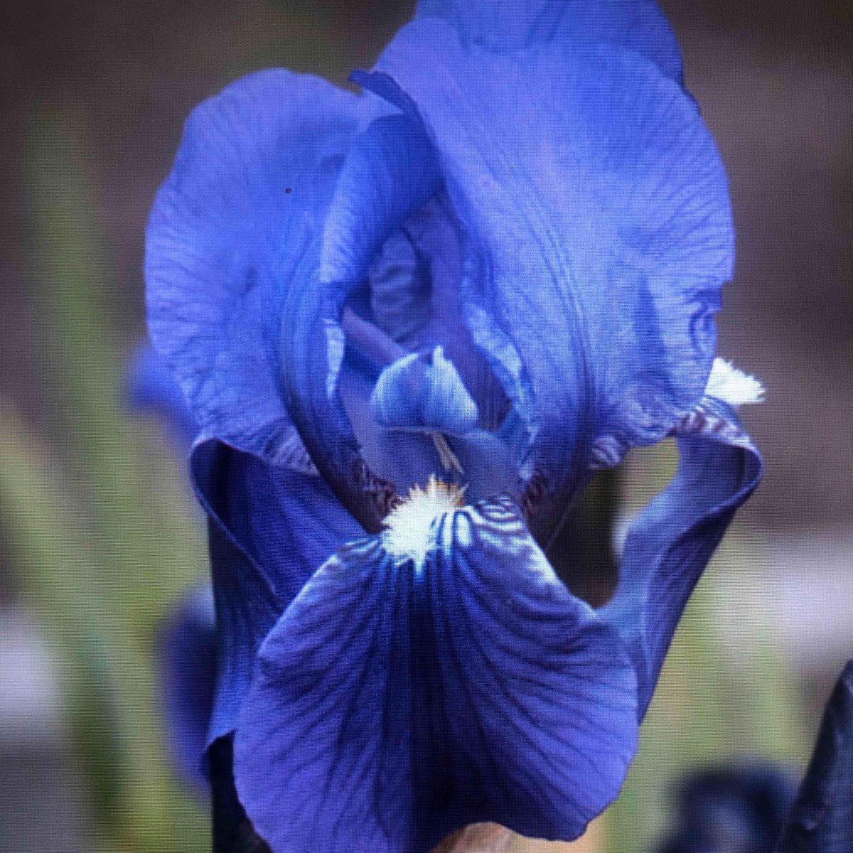 Iris Germanica