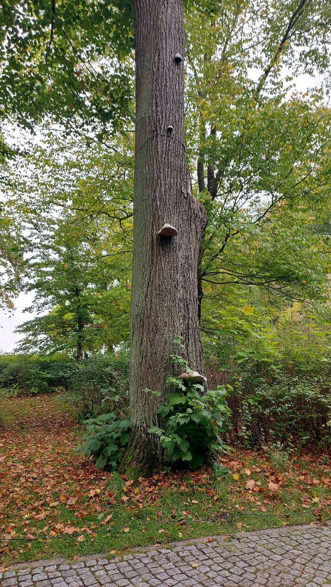 Ich habe heut einen interessanten Baum entdeckt. 
@Luc das sid Zunderschwämme oder?