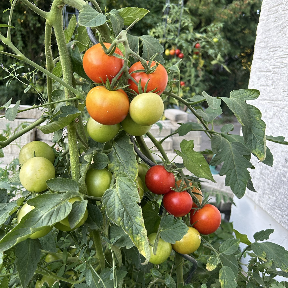 Also - für die (Freiland)Tomaten war das - auch dank Tröpfchenbewässerung - ein Hammerjahr! Null Mehltau, Null Braunfäu…