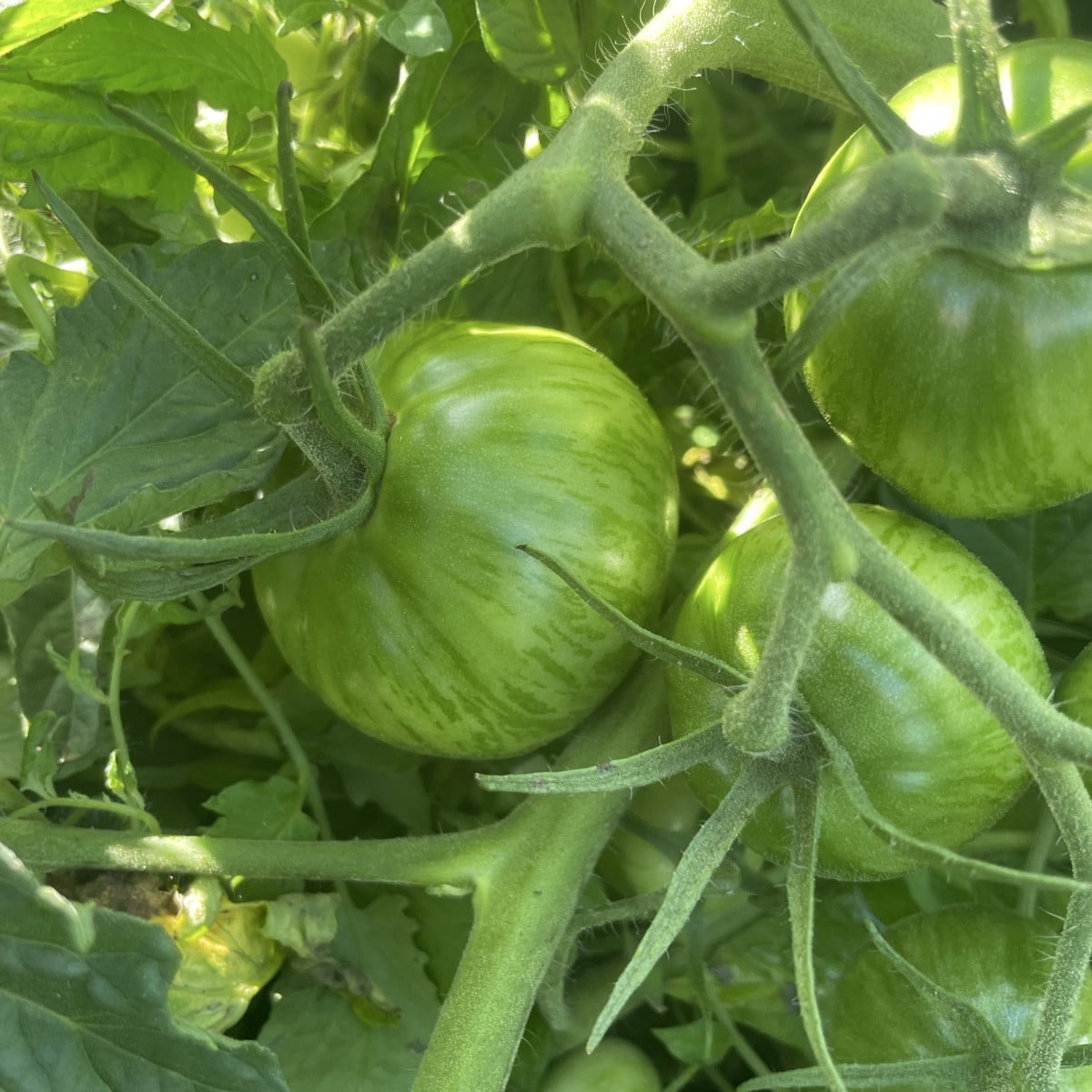 #Tomaten im Freiland-Jungle! Ich hatte im Frühjahr schon eimerweise ausgegeizt... und es sind viele Überraschungen, den…