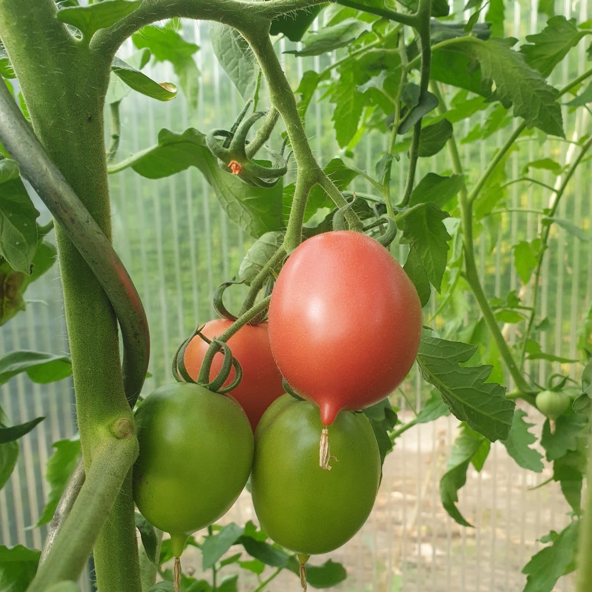 Einige Tomaten aus der aktuellen Saison. Die erste ist eine Azozychka geschmacklich gefällt sie mir sehr gut. Das zweit…