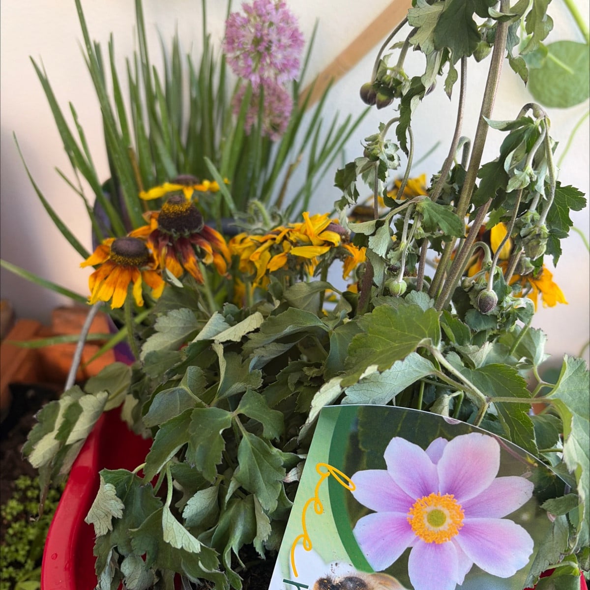 Anemone und rudbeka von Rewe  gerettet🥹 die kommen hoffentlich wieder in Form nachdem ich sie gefüttert und nach unten…