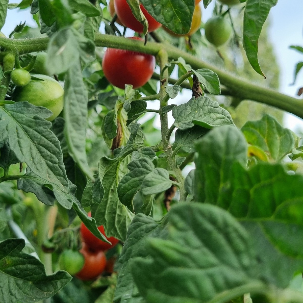 Heute wieder mal #einkaufenimgarten .
😅
Heute haben wir sämtliche Tomaten sturmresistent angebunden und ausgelichtet.
…