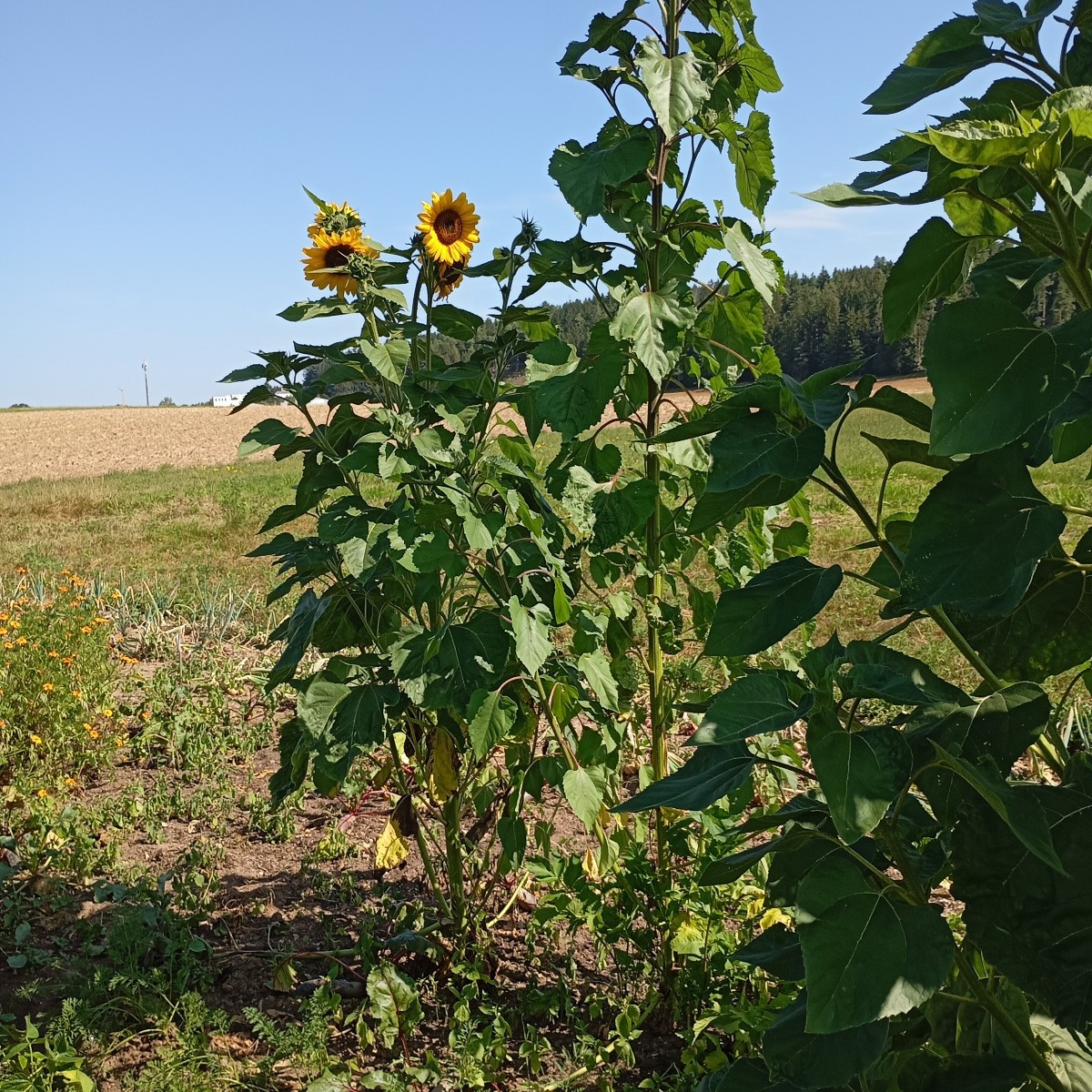 Den Schmetterling habe ich heute beim Beet hacken endlich fotografieren können die Sonnenblumen sind trotz Sturm stehen…