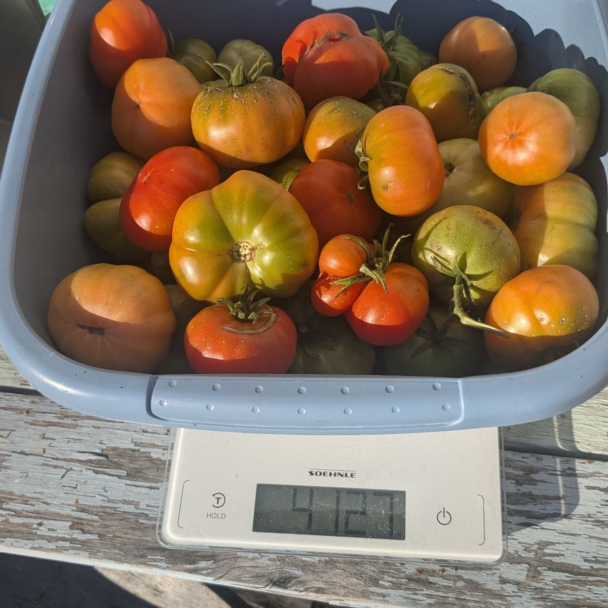 Mein wild gewachsenes Tomatenmonster hat einfach noch über 4kg geliefert... von einer einzigen Pflanze und das sind nur…