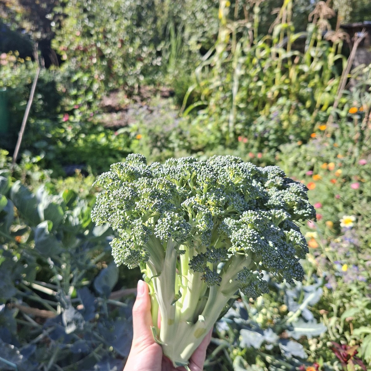 Wegen des trockenen Wetters gibt es dieses Jahr zwar keine so große Ernte in meinem Garten, aber das was gewachsen ist,…