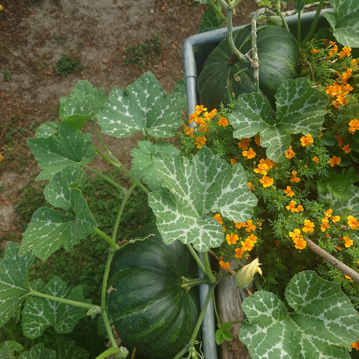 Zurück aus dem Urlaub und ab ins Schlaraffenland 🥰... Die Tomaten im Gewächshaus wachsen enorm unterschiedlich: Marman…