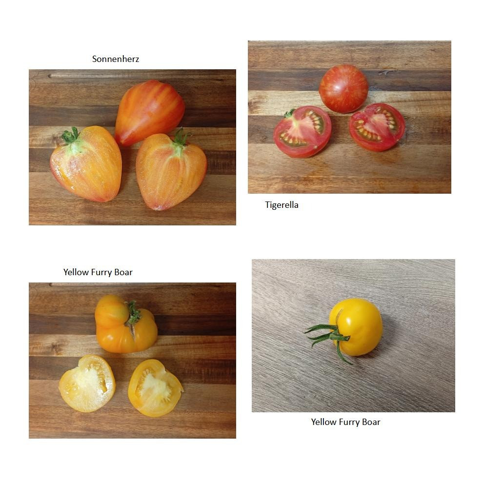 Gestern Abend wurden die ersten reifen Tomaten einiger unserer diesjährigen Sorten verköstigt. Dazu gab es eine Käsepla…