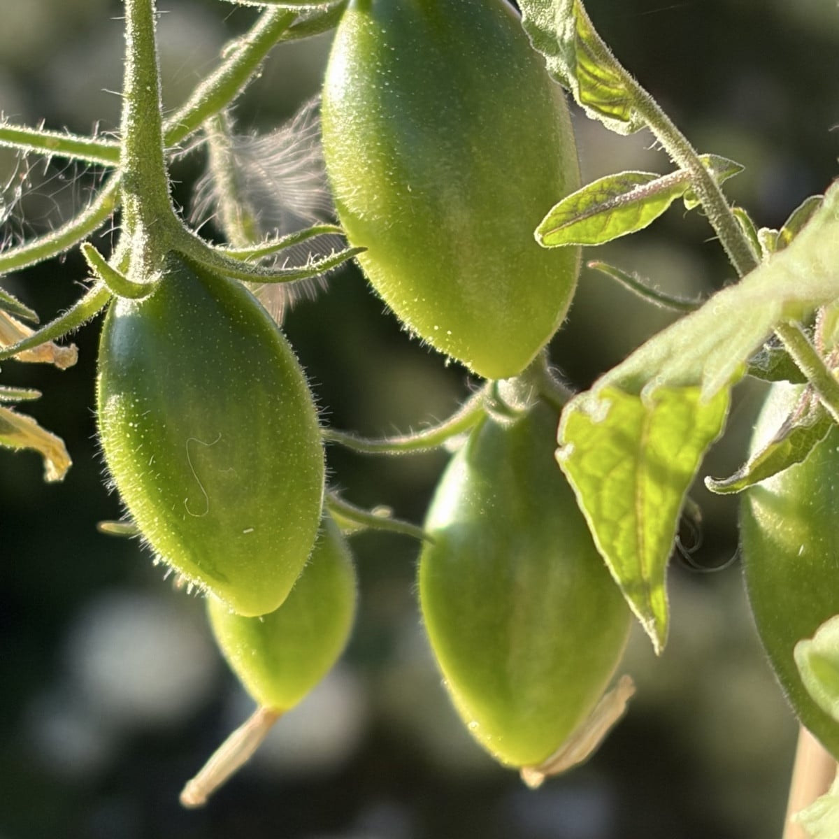 Mal ein kleines Lebenszeichen von mir und das direkt mal mit Fotos von einer meiner Tomatensorten. ☺️ 
Die Fotos sind i…