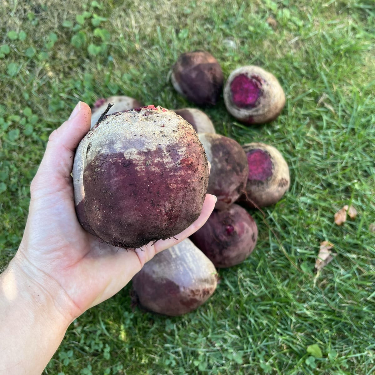 Endlich mal geschafft die Rote Beete abzuernten 🙈 #ernte #rotebeete #buntundlecker 