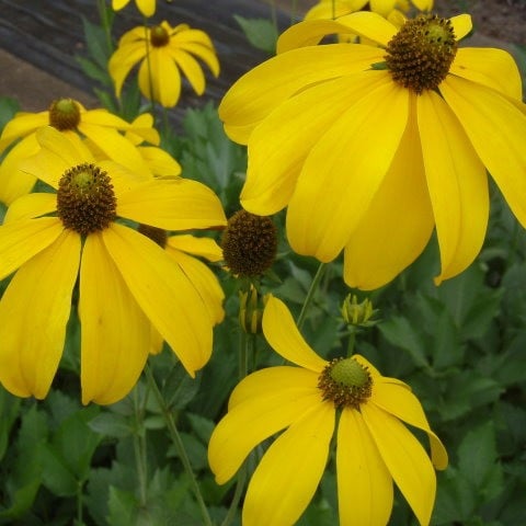Rudbeckia nitida 'Herbstsonne'