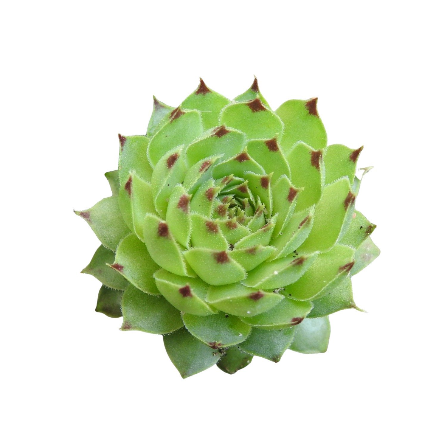 Sukkulenten - Dickblattgewächse