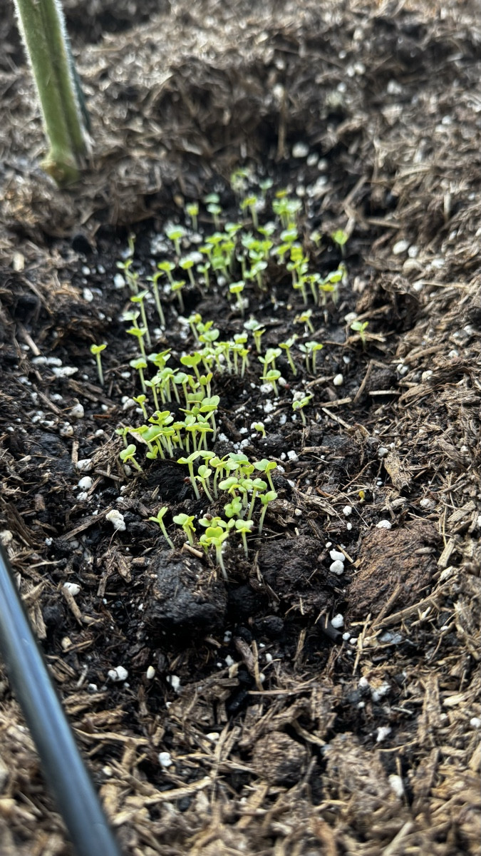 Meine kleine Baquieu- und Pak-Choi-Babystube💚