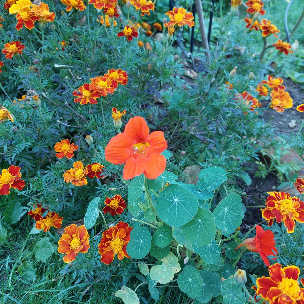 Garten am Dienstag nach der Arbeit. 
Die Sonnenhüte blühen die zweite Runde, nachdem die erste verdorrt ist.
Die Cosmee…
