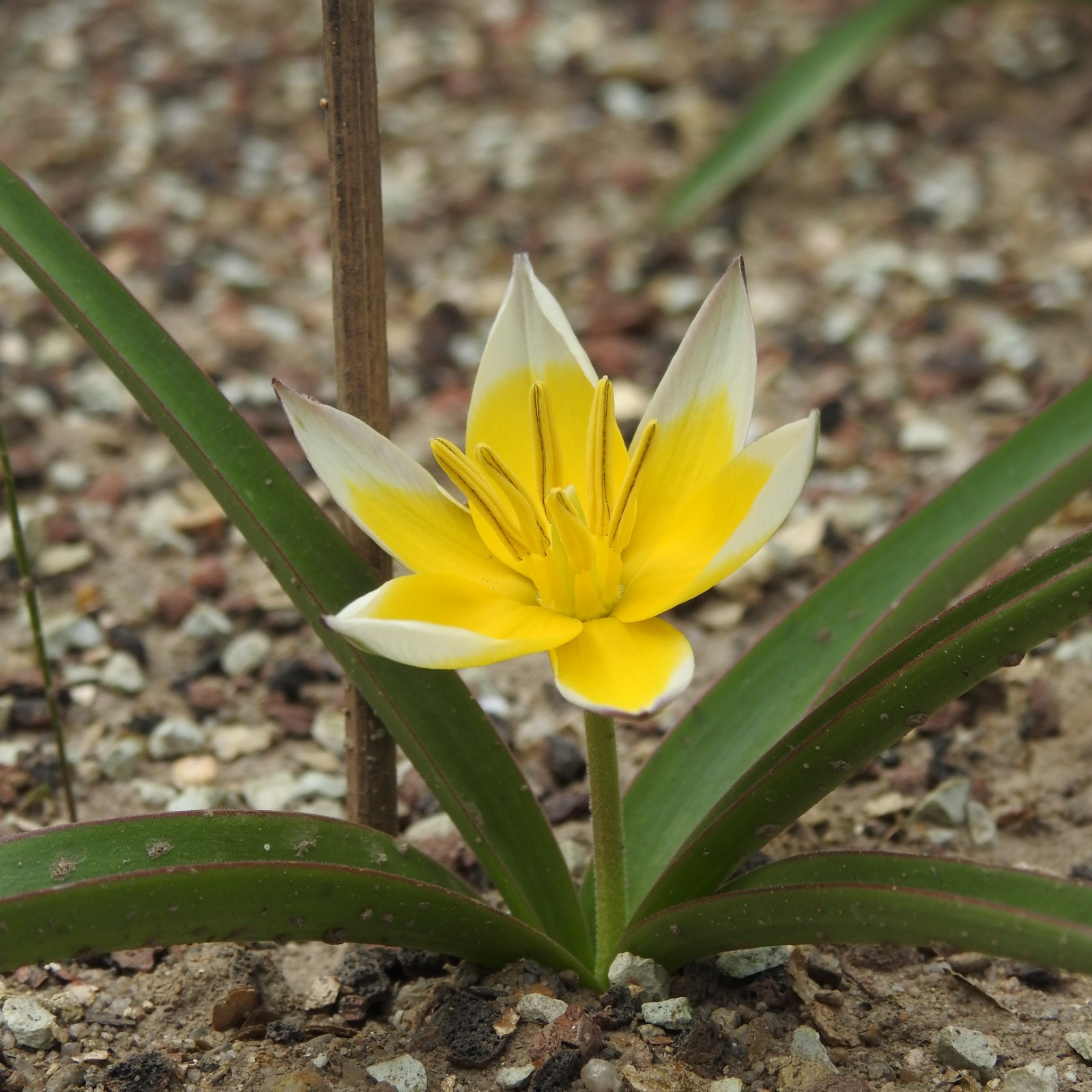 Tarda-Tulpe