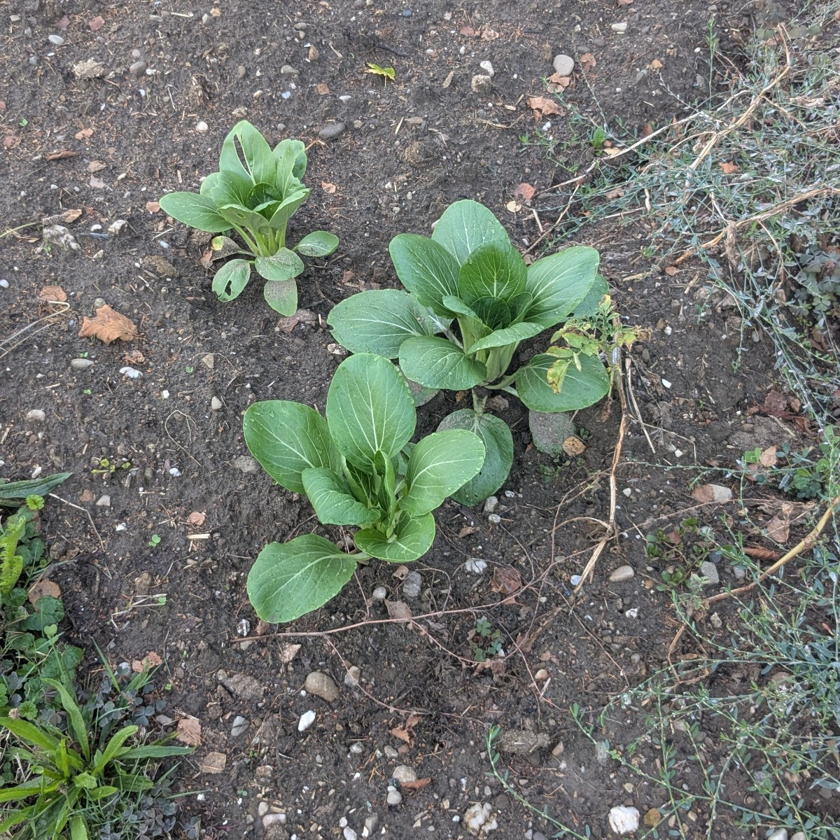 Auf dem Kartoffelcker wächst Pak Choi. Einfach so, hat wohl letztes Jahr abgesamt 😃
