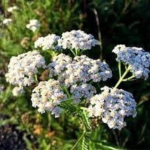 Schleierkraut 'Alba'