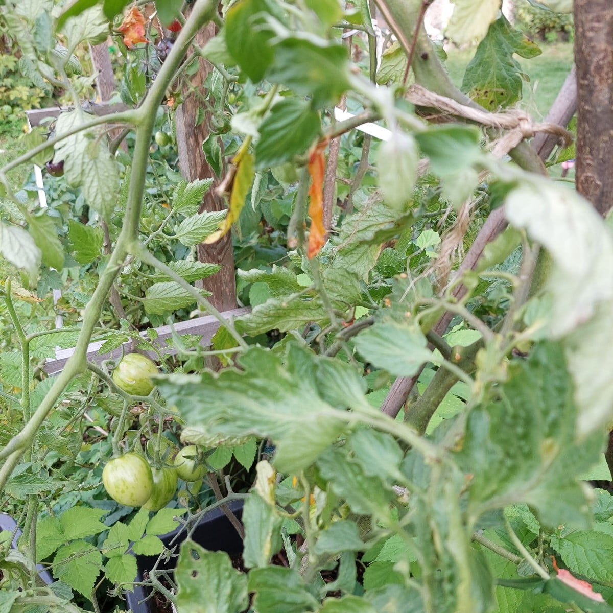 Heute war ich endlich mal wieder mit Muße im Garten.
Und ich dachte schon, es wird ein mageres Bohnenjahr.
Hab auch vom…
