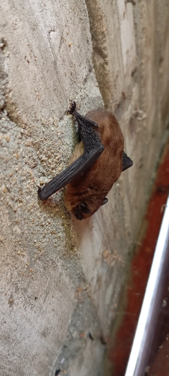 Heute hab ich zufällig hinter einem Holzbrett eine Zwergfledermaus entdeckt, das Brett hab ich sofort wieder davor gest…