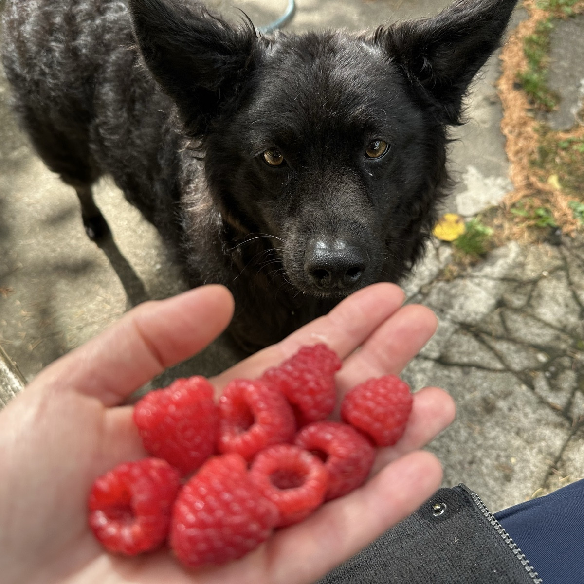 Himbeeren ❤️