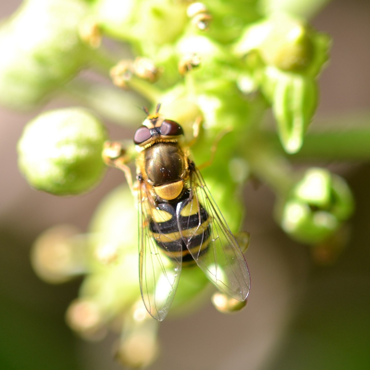 Woran kann man bei Schwebfliegen erkennen, ob es sich um ein Weibchen oder ein Männchen handelt? Ich hab bei der Mistbi…