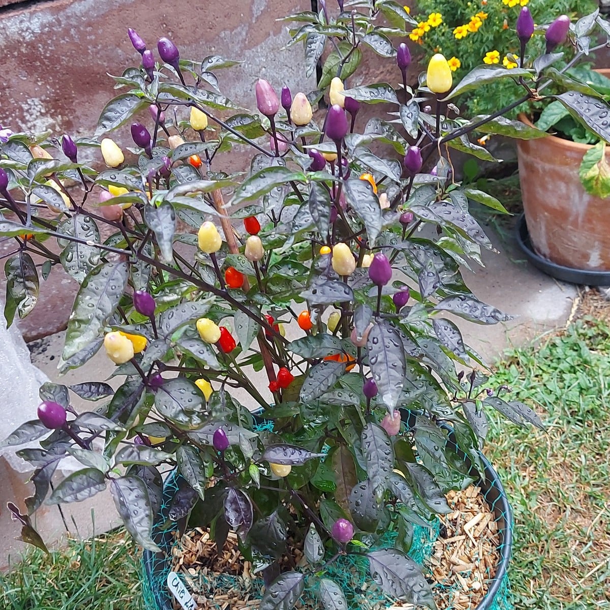 1. Habe meinen Porre früh komplett geerntet um Platz zu schaffen und weil die erste Stange in die Blüte gehen wollte. 
…
