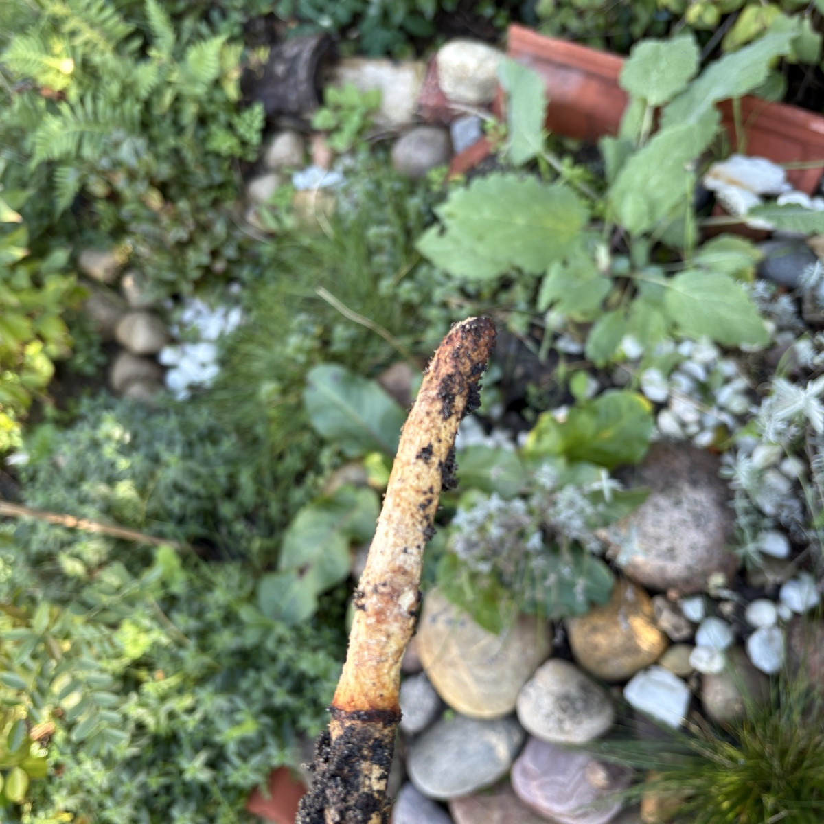 jetzt schlägt‘s aber schon 13! Ich hab dieses Jahr die Mäuse in meinem Garten einfach gelassen, bau eh nicht mehr viel …