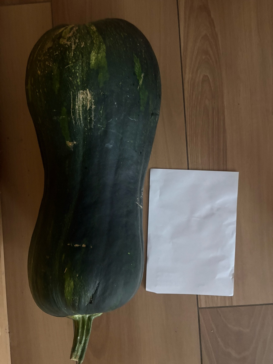 Hallo Ihr Lieben. Habe gestern einen Kürbis ernten müssen da er durch sein Gewicht die Pflanze zerdrückt hat. Wog stolz…