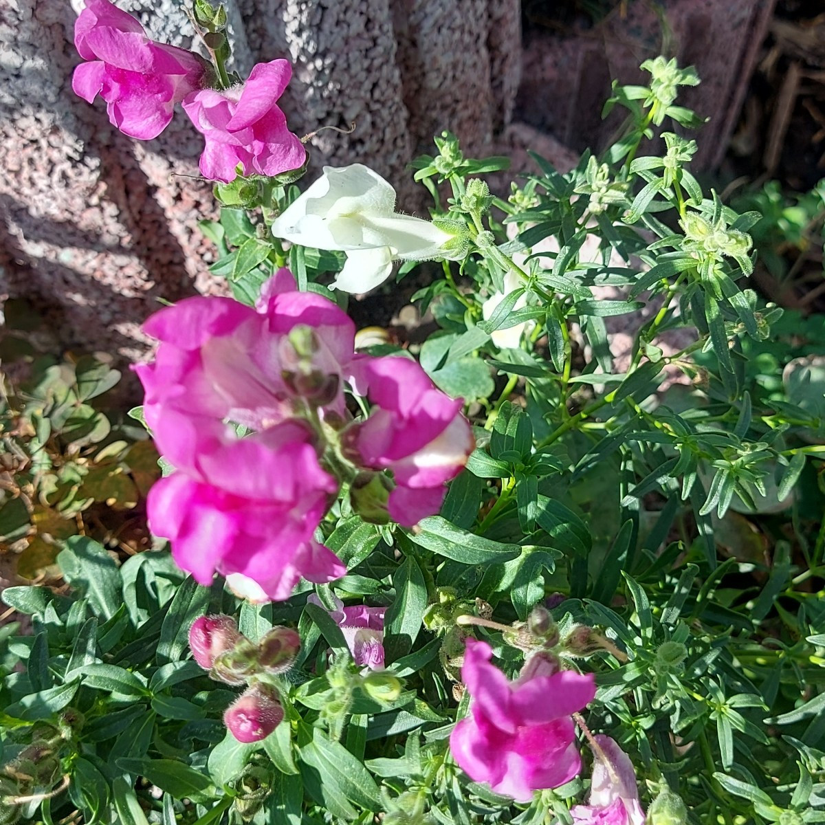 Hallo ihr lieben, 
Mal ein paar impressionen aus meinem Garten.  Alle Blumen und Pflanzen sind selber gezogen. Die Blum…