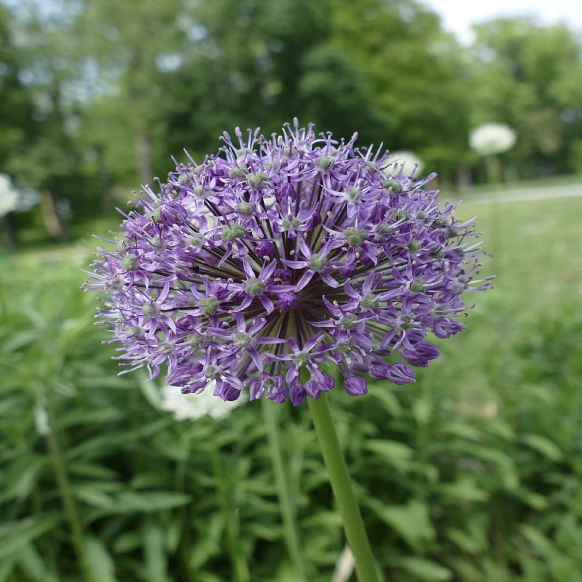 Zierlauch