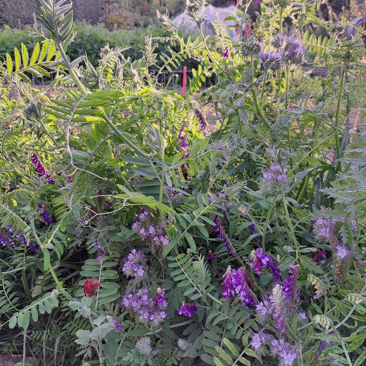 Unser Plan ist aufgegangen 🦋🐛🐝😃

Wir haben den ersten Gründünger am 10.7 ausgesät. Und er blüht schon mehrere Woche…