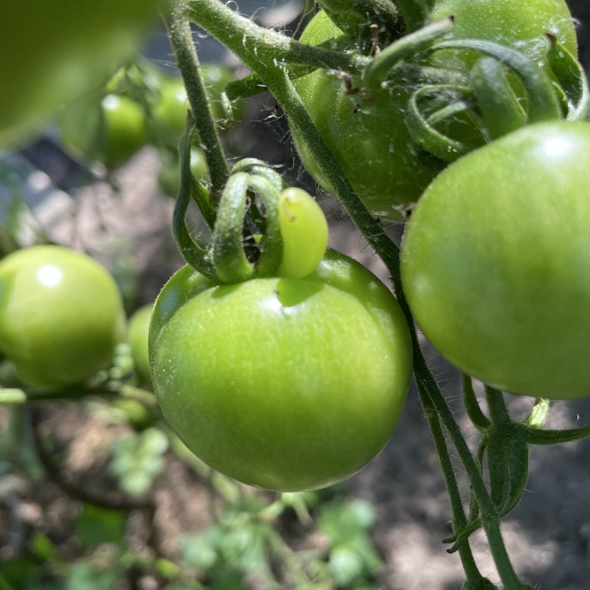 Eine Tomate wächst über Kopf, eine andere zeigt mit ’ne lange Nase 🤥 

Und die Auberginen 🍆 wachsen endlich 🤗