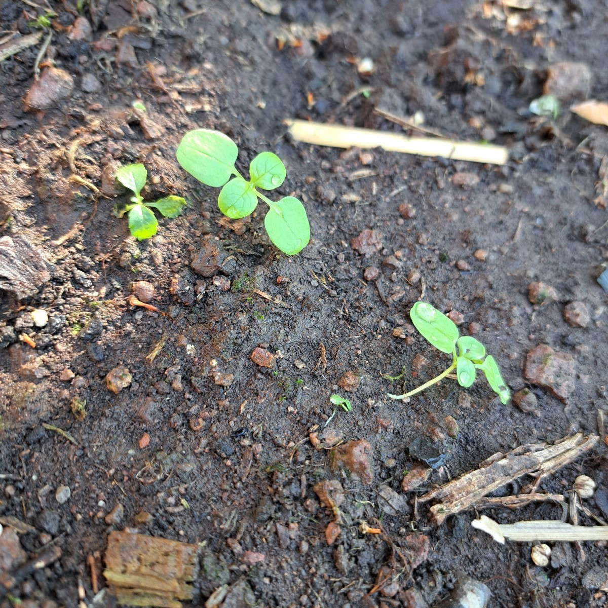 Das sieht doch nach Feldsalat aus oder? Foto 1

Ich hab in diesen Jahr Samen vom Feldsalat genommen. Und ihn vor den pf…