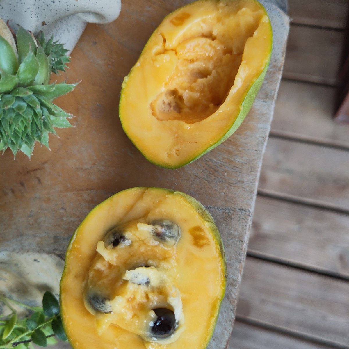 Heuer sind die Pawpaw (Indianerbanane, Asimina triloba) gefühlt früher als sonst reif. Am Baum haben die Sonnenexponier…