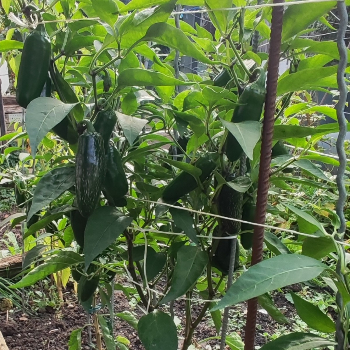 ...wie kürzlich angedroht: Die Chilibeete sind "gerodet",  jetzt geht die Schnippelei für meine "weltberühmte" sweet Ch…