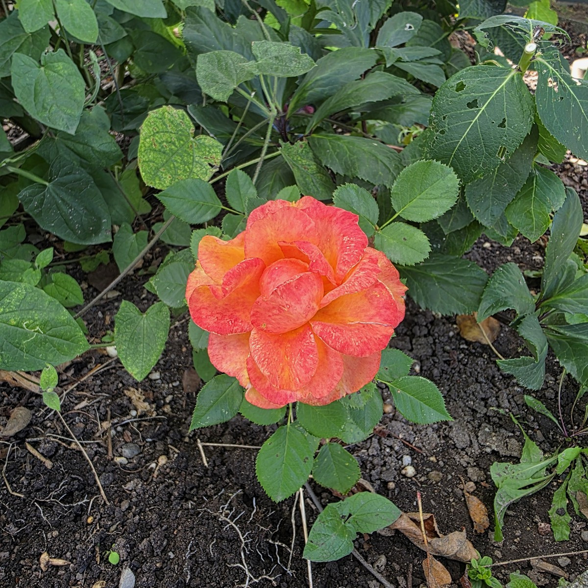 Letzte Ernte vorm Urlaub 😁 und noch ein paar impressionen 