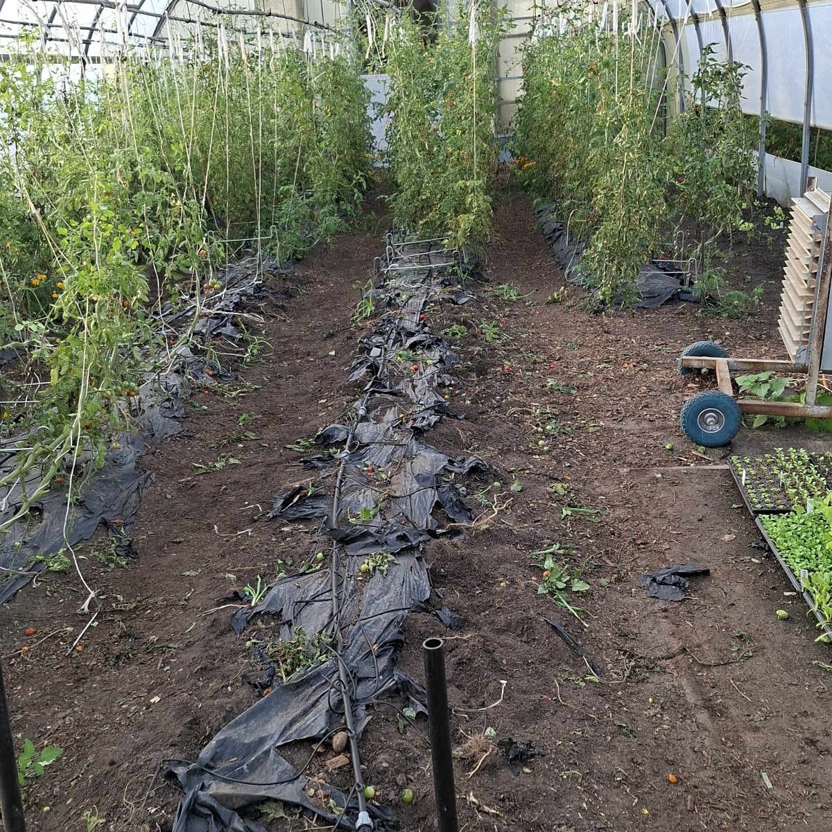 Diese woche haben wir in Folienentunnel 1 alle 240 Tomatenpflanzen entfernt und neue Beete angefangen anzulegen, in den…
