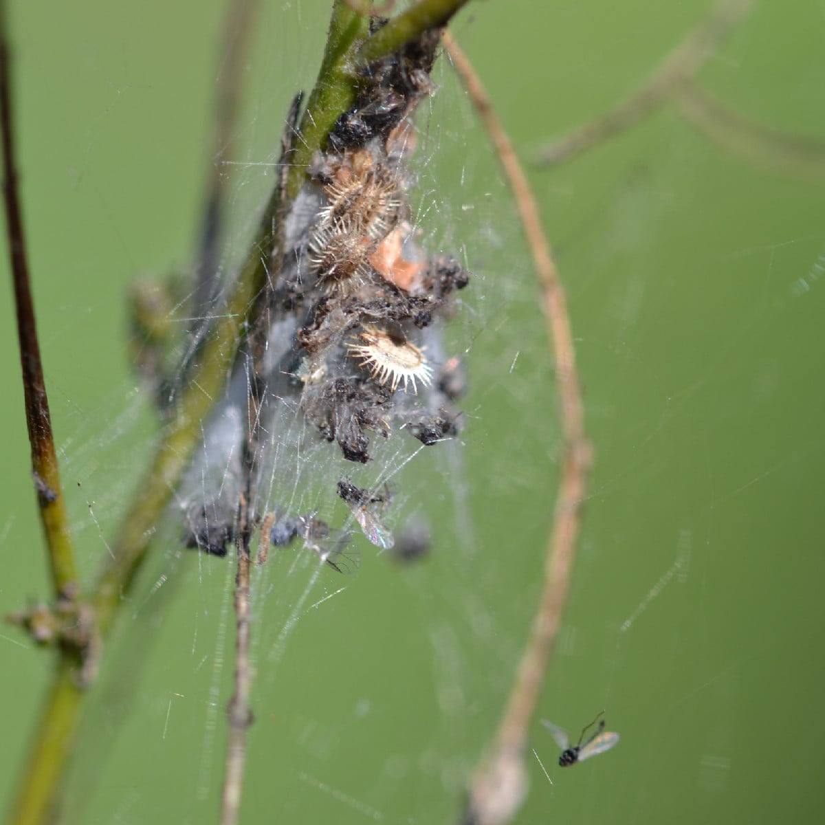 Foto 1: müsste laut Observation.org die Baumsichelwanze sein - die hab ich noch nie fotografiert. Foto 2 und 3: eine Du…