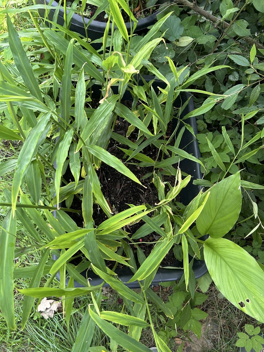 Bild 1 : die wohl schönste Cosmea Blüte. 

Bild 2: ich habe keine einzige Prunkwinde gesät.

Bild 3: darf man so ? #Mis…