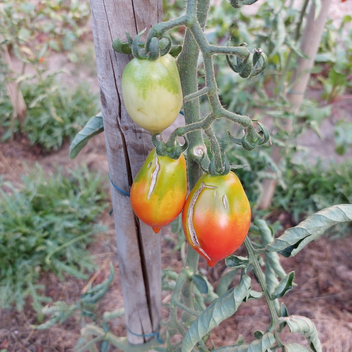 Vielleicht kann mir euer Schwarmwissen bei meinem Problem wieder helfen. 
Alle meine Tomaten kommen scheinbar mir der H…