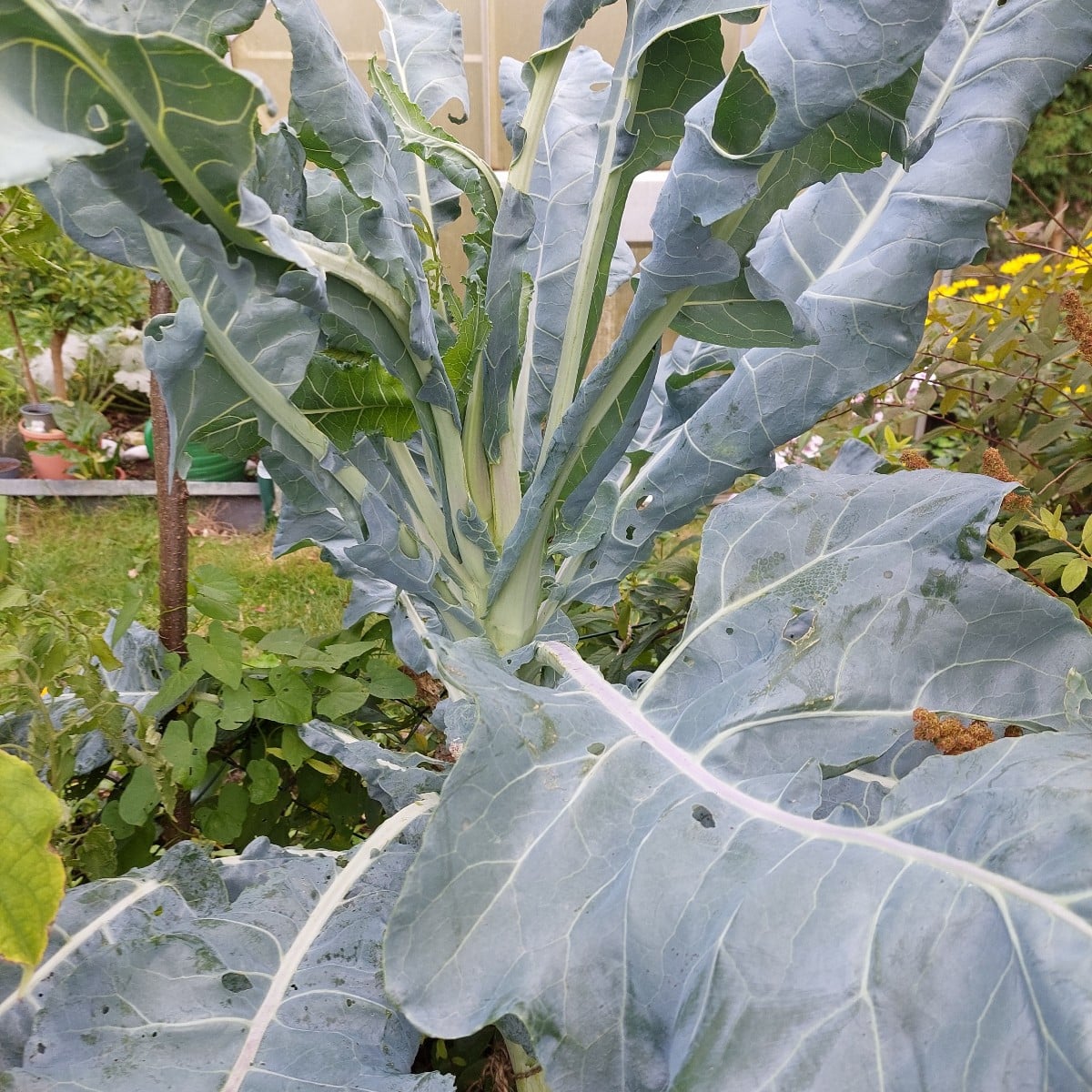 Heute war ich endlich mal wieder mit Muße im Garten.
Und ich dachte schon, es wird ein mageres Bohnenjahr.
Hab auch vom…