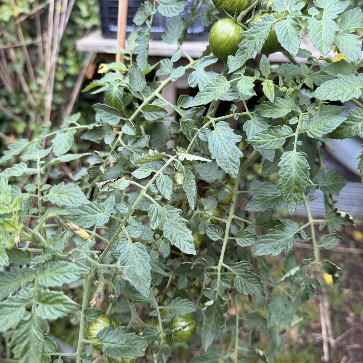Die traurigen Tomaten, eine 80cm Zucchini für Saatgut, 🙏 
Kürbis, Apfel und Erdbeere 