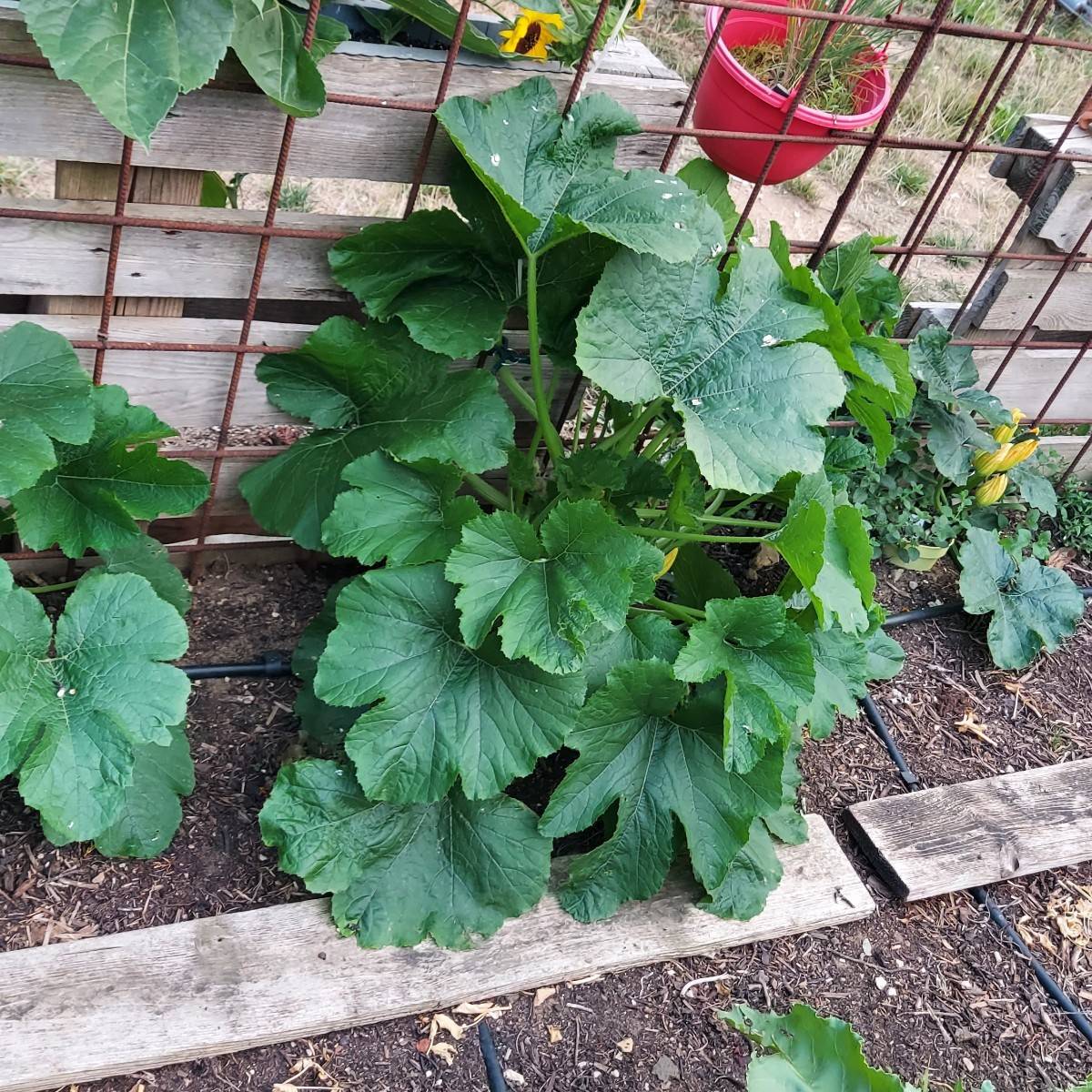 Heute die erste große Ernte reingeholt. Meine ersten Zucchini dieses Jahr 🥰
Einige Gurken hatten wir schon, sowie eine…