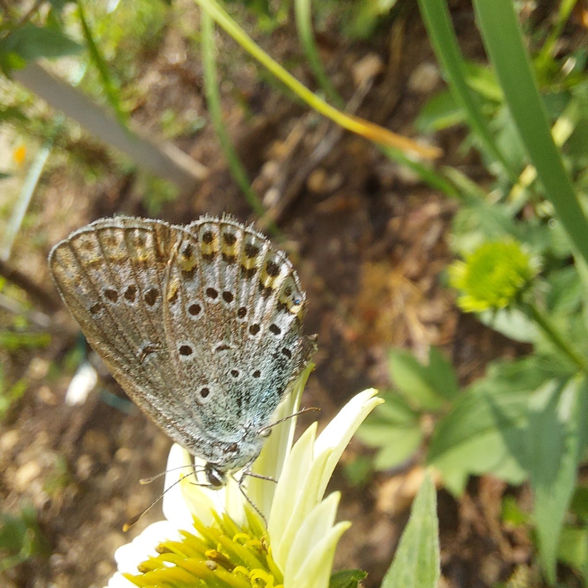 Und die heutige Insekten-Ernte an Minze und Goldrute.
Drei verschiedene Bläulinge.
Sehr dekorative Wanzen, Hüpfer und M…