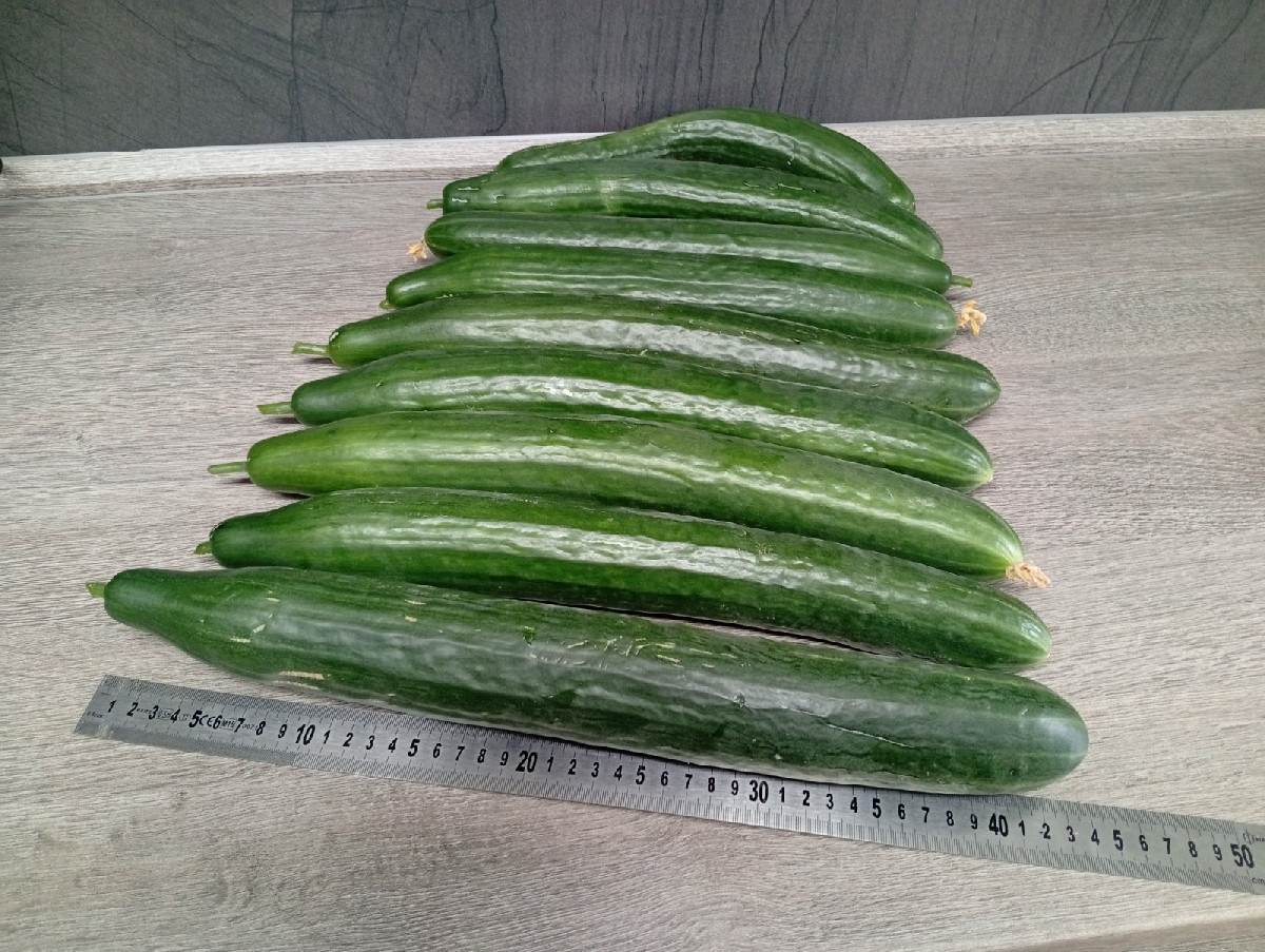 Heute gingen wir #einkaufenimgarten . Eine Kostprobe für unsere lieben Nachbarn als Überraschung. Die 45 cm lange Zucch…