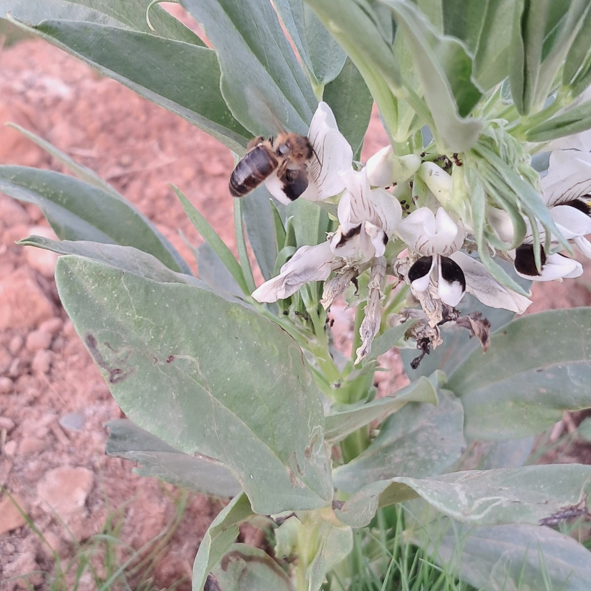 Update: It has been 35 days since I saw the fava bean seeds in the ground, the pods started showing up, lot of bees, an…