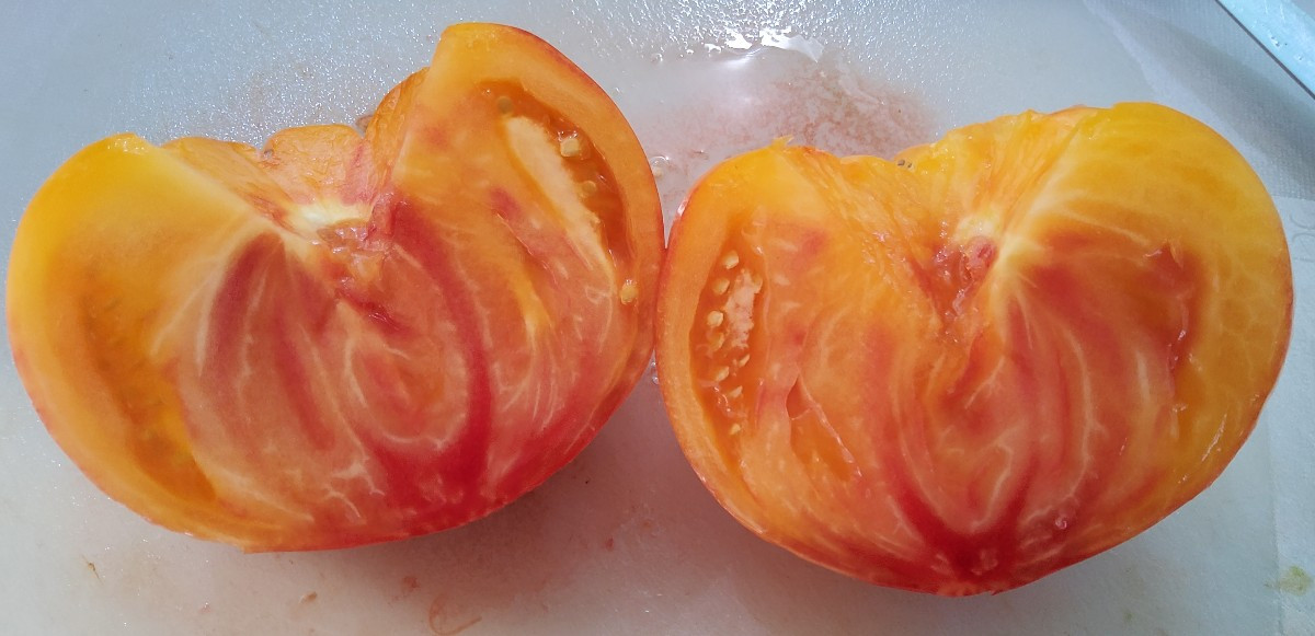 ...Wahrlich eine der Schönsten unter'm Tomatendach: @ananastomate-27700 #gelbeananastomate ...und schmecken tut sie auc…