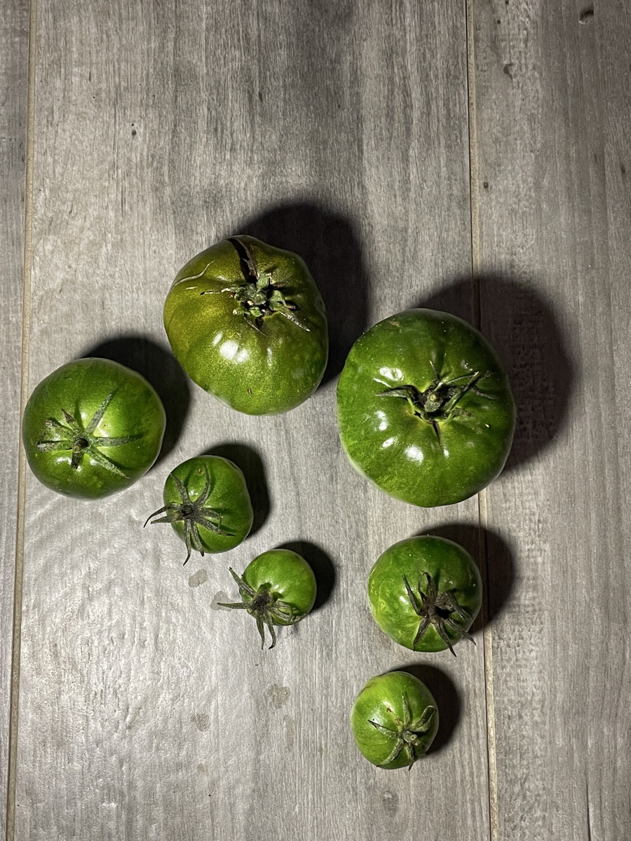 #grünetomaten

Ich musste so viele grüne Tomaten vor dem Regen und der Kälte aus dem Freiland retten, dass ich nun ein …